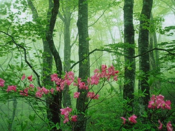 唐诗以情胜人，宋诗以理胜人，这首诗就是最好证明，经典传唱千年