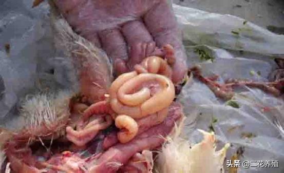 小鸡得的病医治方法,小鸡最容易生什么病怎么防治