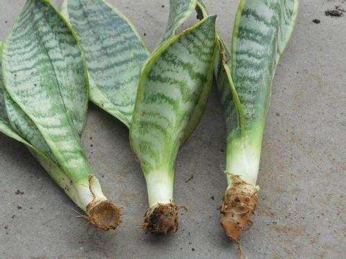 虎皮兰烂根用什么方法解决,虎皮兰烂根了用什么方法能好