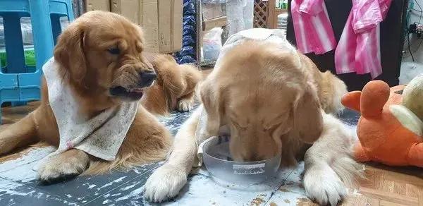 一只易怒的金毛会有多可怕,大金毛能有多温顺