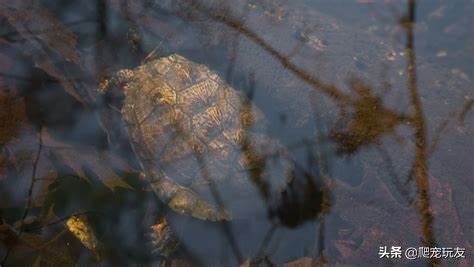 冬眠龟怎么养,龟冬眠用海苔好还是冬眠土好
