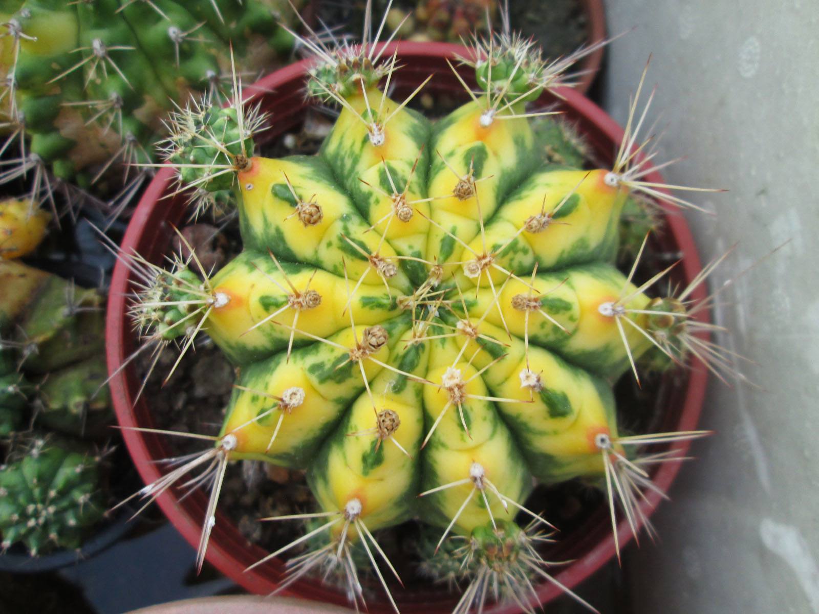 十个仙人球,最新30个仙人球品种