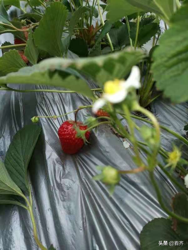 齐市红星村的“领头雁”宋化祥：只要挣钱咱就试！