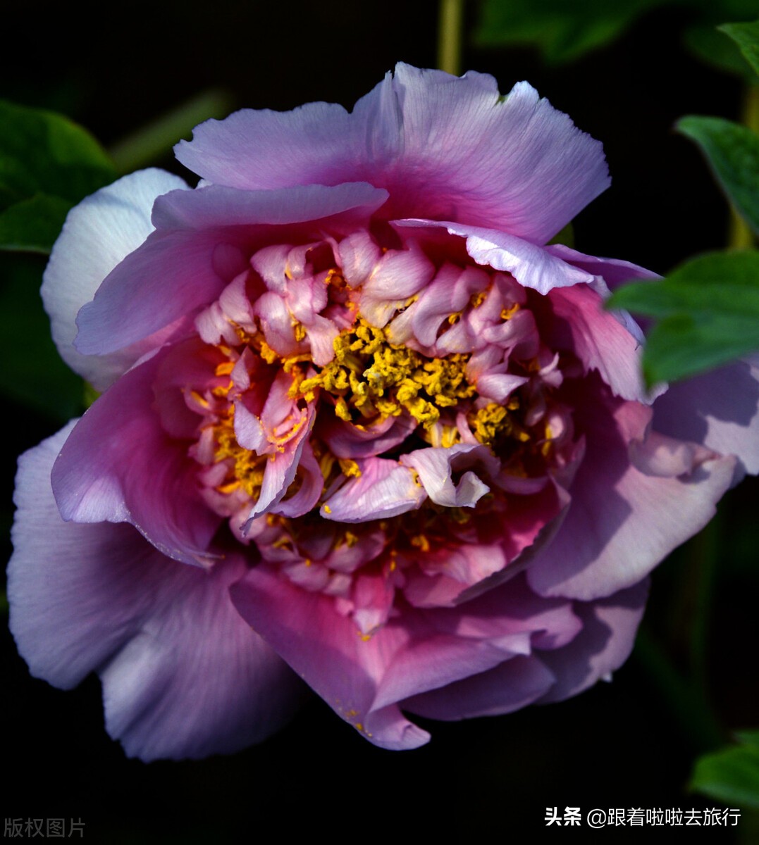 国色天香洛阳牡丹基地,牡丹国色天香品种介绍