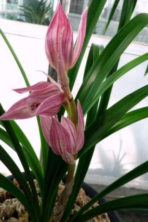 蕙兰莲瓣兰春剑的关系,春兰春剑和蕙兰哪个名贵