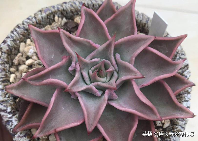 多肉熊童子掉叶怎么回事,小人祭多肉烂根掉叶的原因