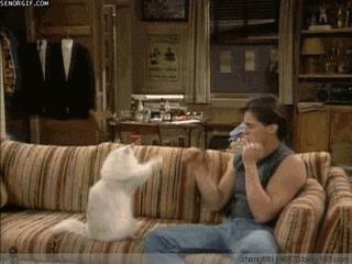 养猫怎样照顾猫,刚刚领养幼猫怎么养