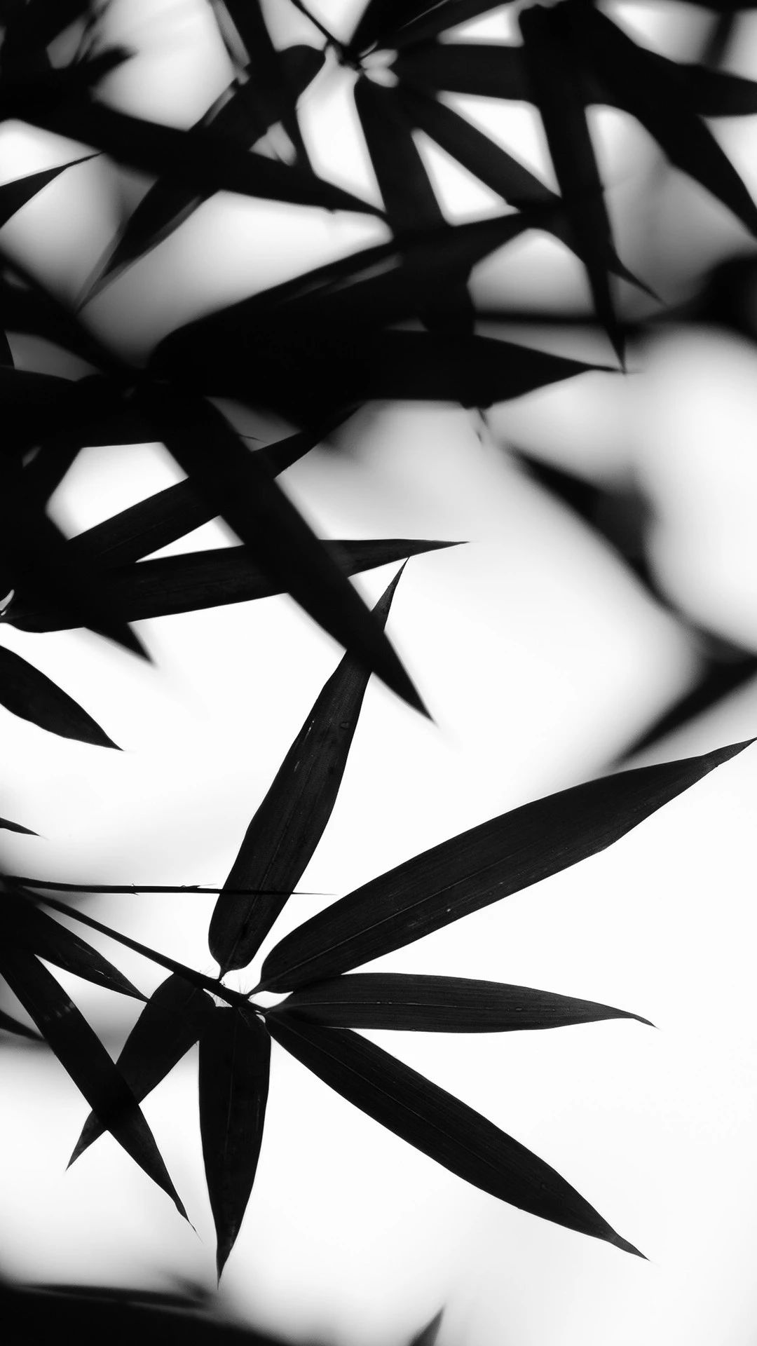 今日超好看质感壁纸（1080x1920）,1125x2436两种分辨率