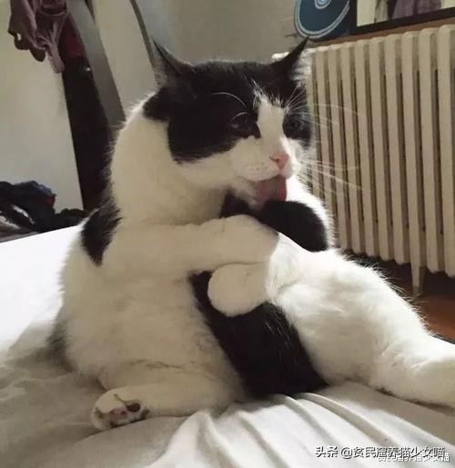 猫咪舔毛被主人抓,猫咪舔自己的毛的传言