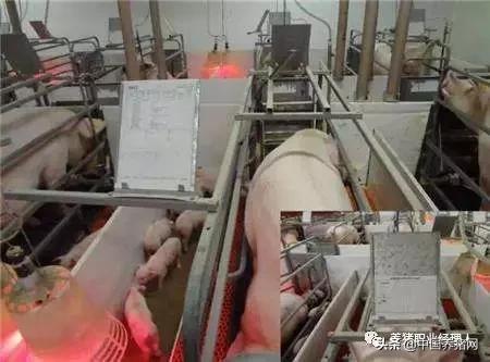 猪场产房管理十大方法,母猪产房管理