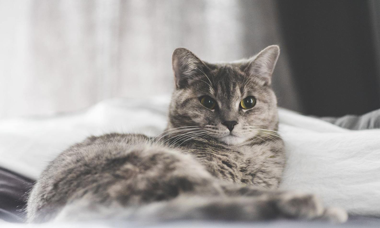 猫咪发神经跳跃,猫咪发神经