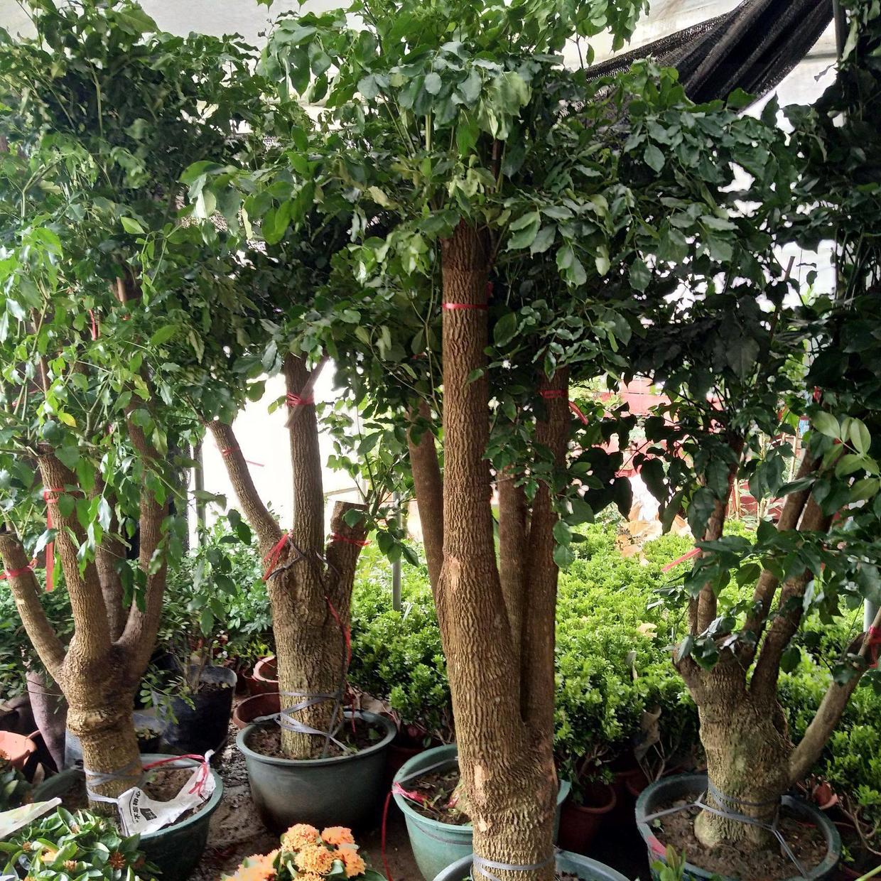 幸福树叶子发黄干枯落叶怎么补救,幸福树叶子发黄耷拉没精神怎么办