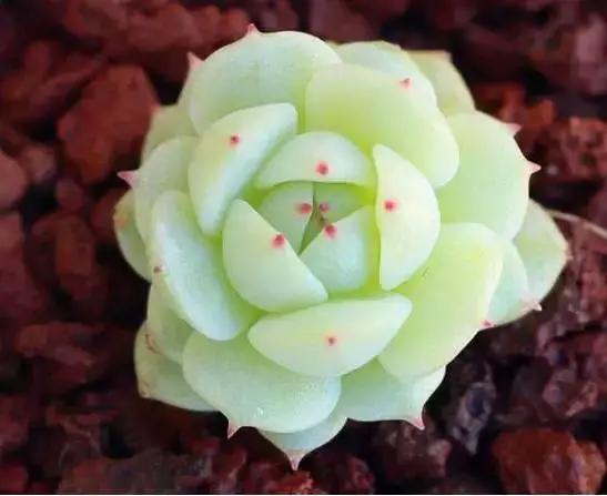 推荐轻松玩转100种常见多肉植物,700种多肉植物图鉴pdf百度云