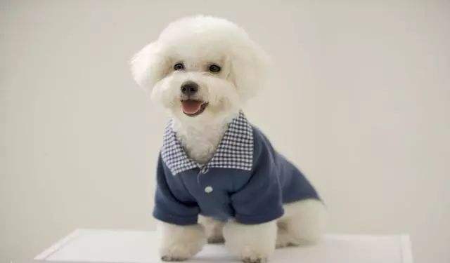 比熊太喜欢舔人,比熊太兴奋了不听话