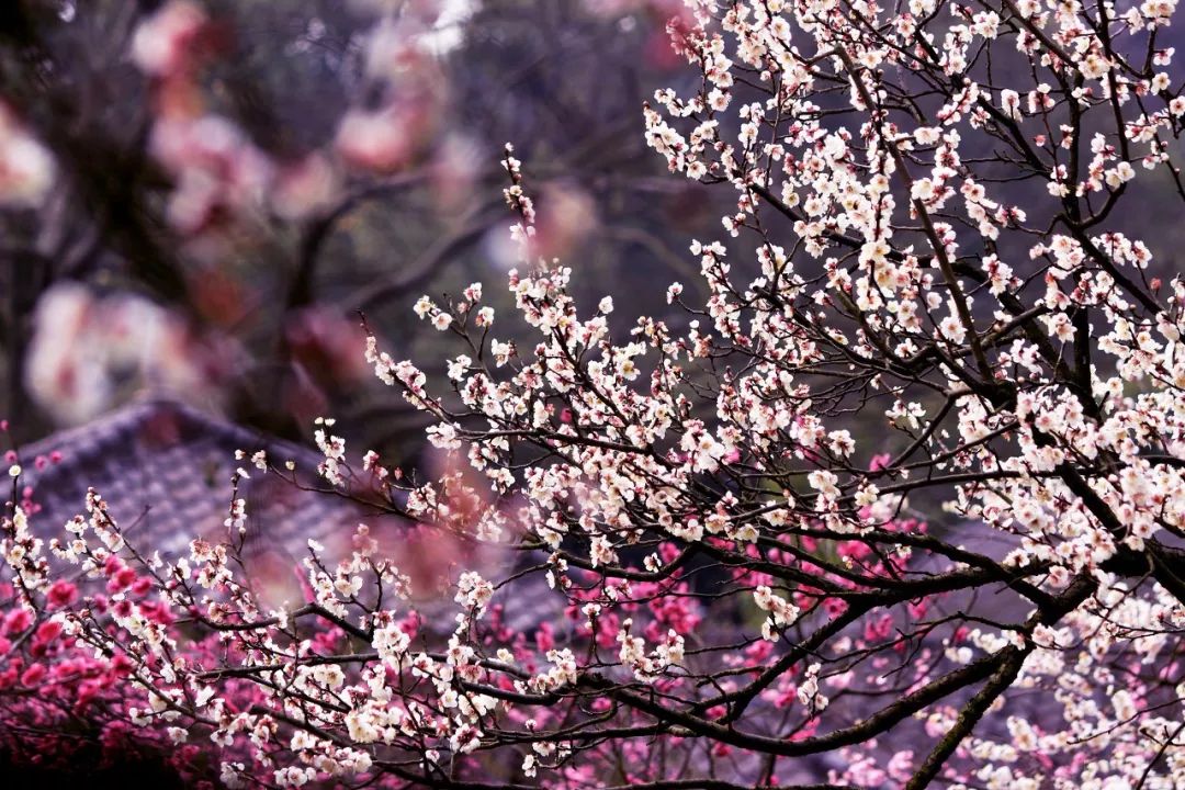 三大赏樱胜地哪个地方樱花最多,国内赏樱花的最佳地点