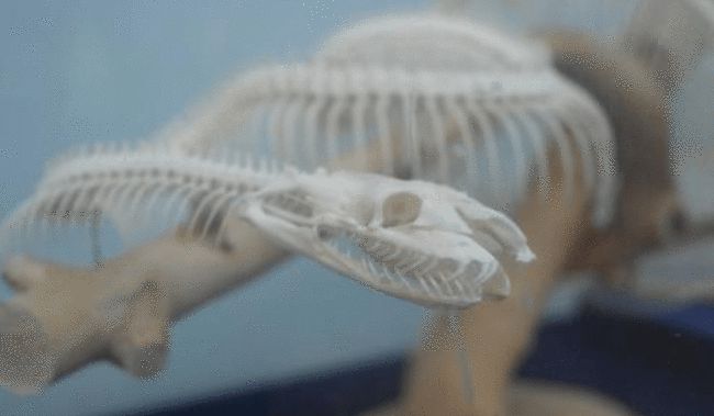 贵州被毒蛇咬了去哪个医院,野外银环蛇咬伤事件