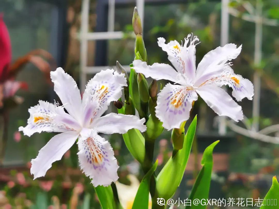 春天开的花有哪些常见又漂亮,十大名花在春天开的有哪些