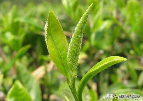 为什么日照绿茶春茶这么贵,日照绿茶秋茶来了