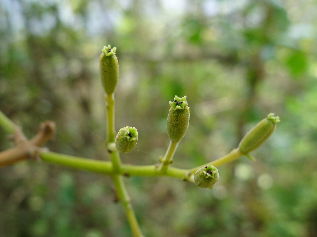 捕鸟树“杀鸟为乐”,忘记传播种子,被进化带偏的物种有多可怕?