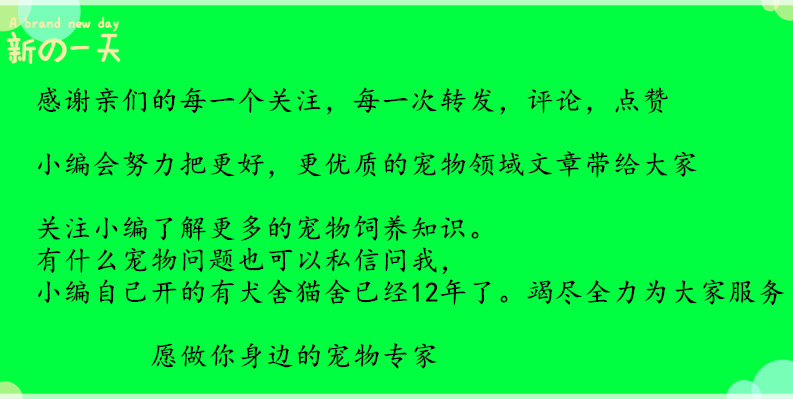 狗狗拉稀拉血是什么原因,狗狗呕吐拉稀带血最快治疗方法