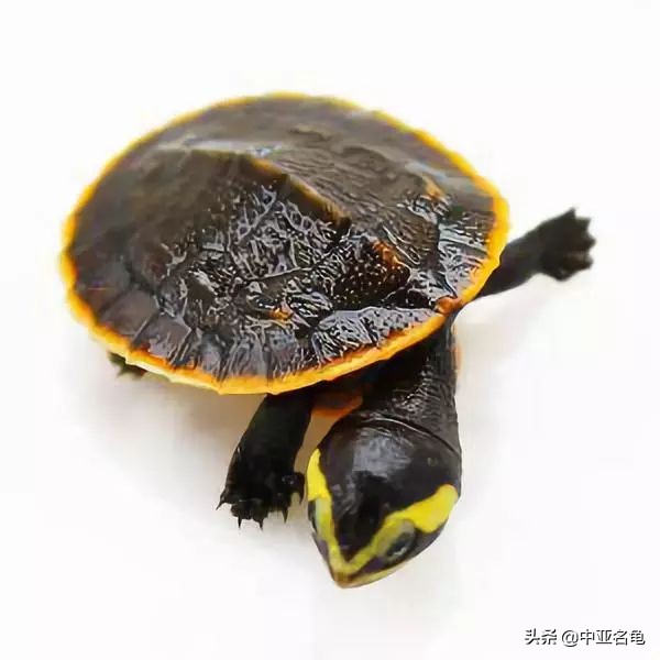 秋天乌龟怕冷怎么办,乌龟出现黄斑怎么办