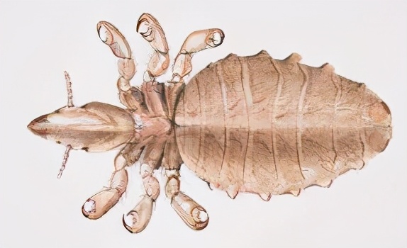 人类全身褪去毛发后，为什么只留下了阴毛、腋毛和头发？