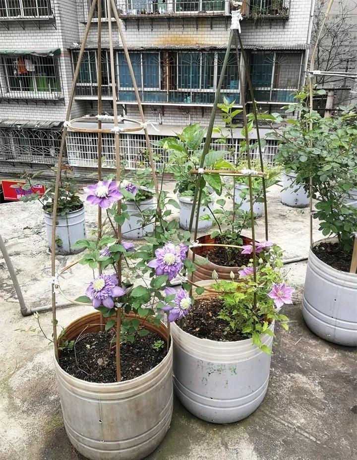 刚买的花，发蔫落苞加黄叶！为什么呢？多半是放错了位置