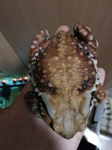 中华蟾蜍的快乐饲养法——养蛤心得分享|肆养来稿