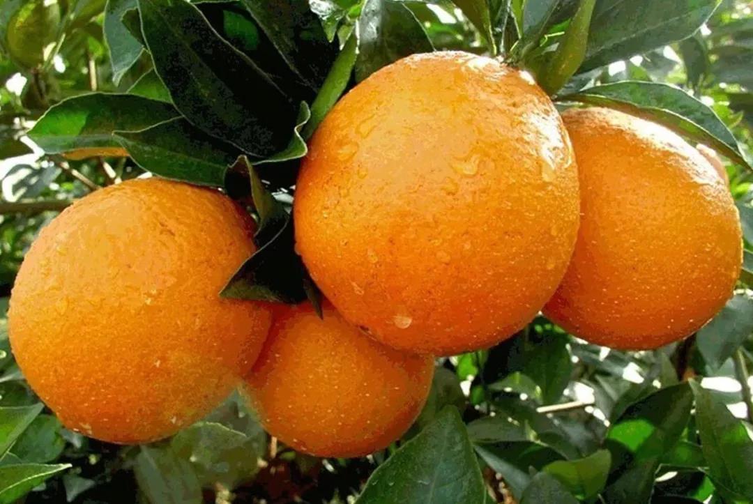 国内100条精华自驾路线地图攻略,江西旅游一条线攻略