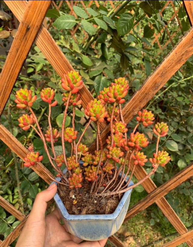 虹之玉养着养着变绿了,虹之玉养的颜色发白