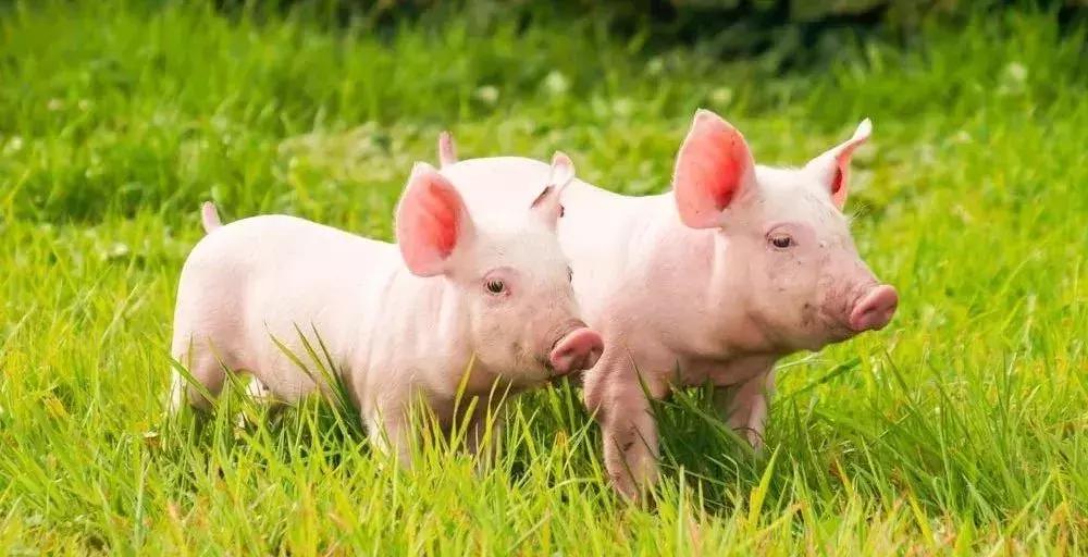 猪为何代表富贵,猪为何是生肖