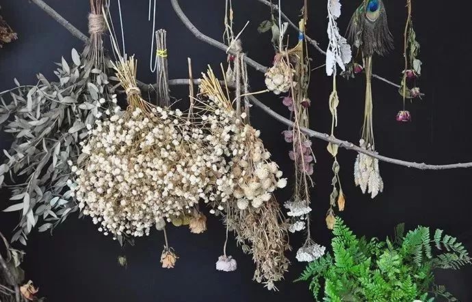 鲜花和干花的不同美感,有哪些花可以制作干花