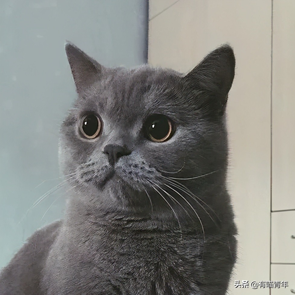 橘猫为什么是魔鬼,橘猫的恐怖之处