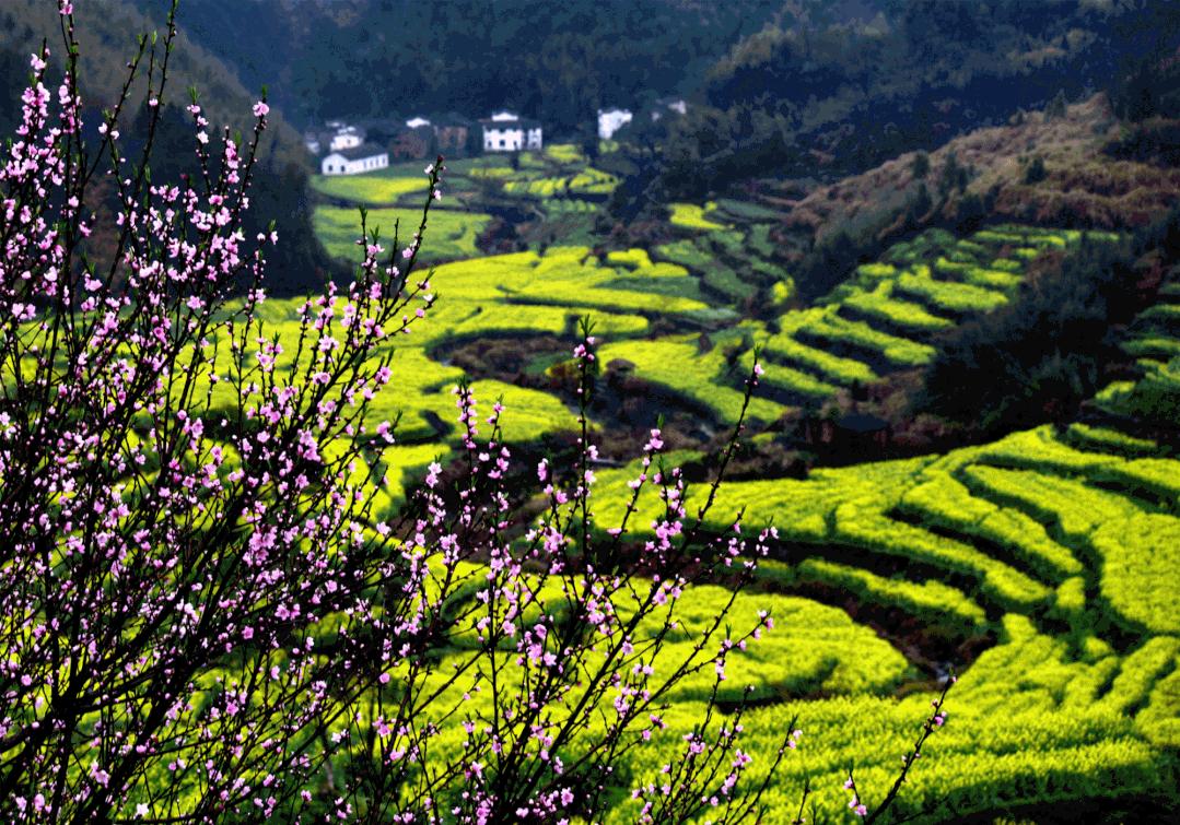 婺源这片仙境般的油菜花田已上线！超级美腻！赶紧约起来