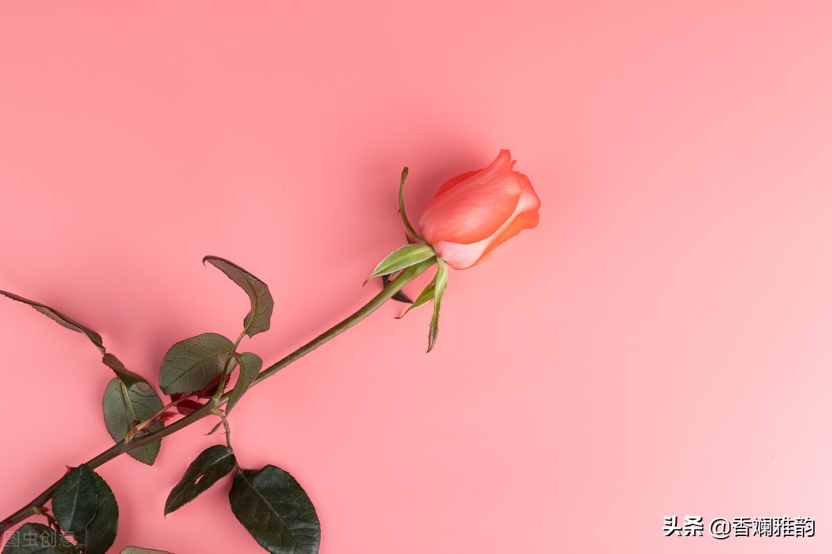 爱在七夕节目,爱在七夕节模板