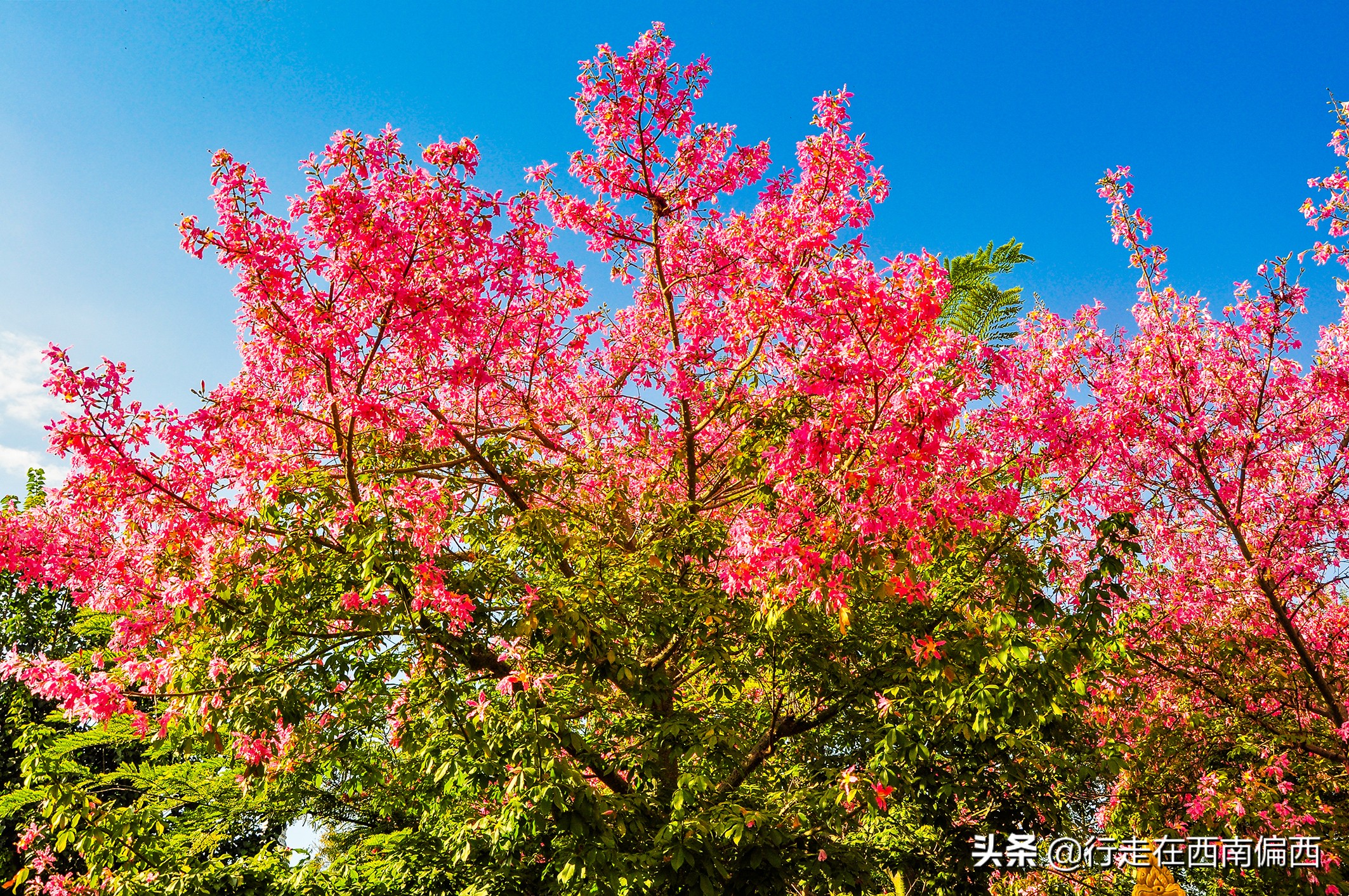 西双版纳五树六花景点,西双版纳都有哪些开花的树