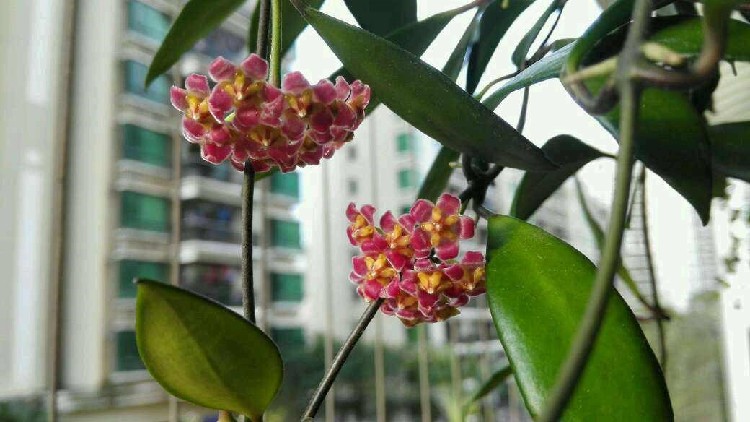 封闭阳台可以养绣球花吗,戴维德球兰养护