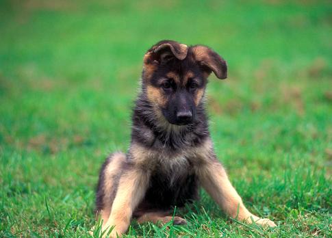 狗狗缺微量元素需要补维生素么,狗狗复合维生素和微量元素的区别