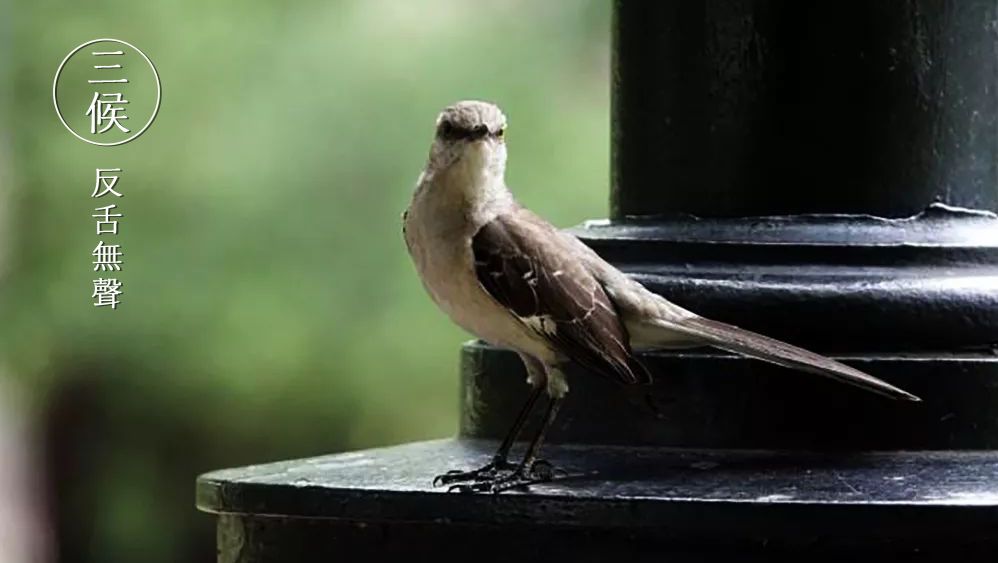 芒种蝉鸣夏始忙青梅初可烹,芒种伊始仲夏已至