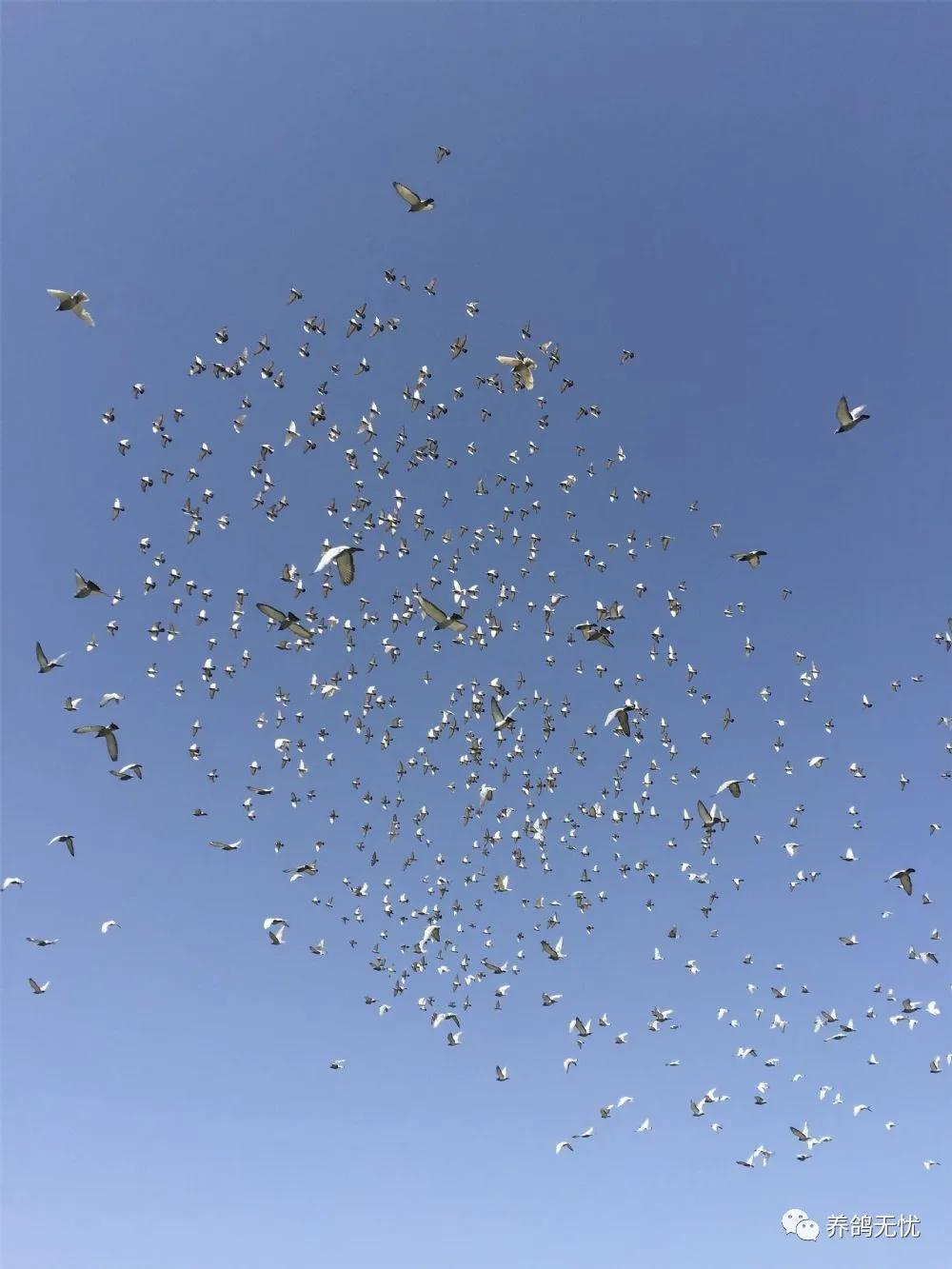 人工喂养鸽子不长怎么办,鸽子不高飞的原因