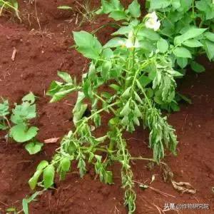 马铃薯黑胫病病害及防治方法,马铃薯常见病害有哪些