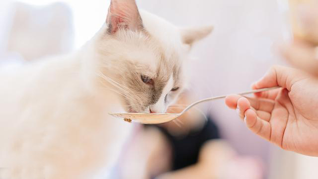 猫咪零食罐和主食罐的区别,猫咪主食罐和零食罐区别