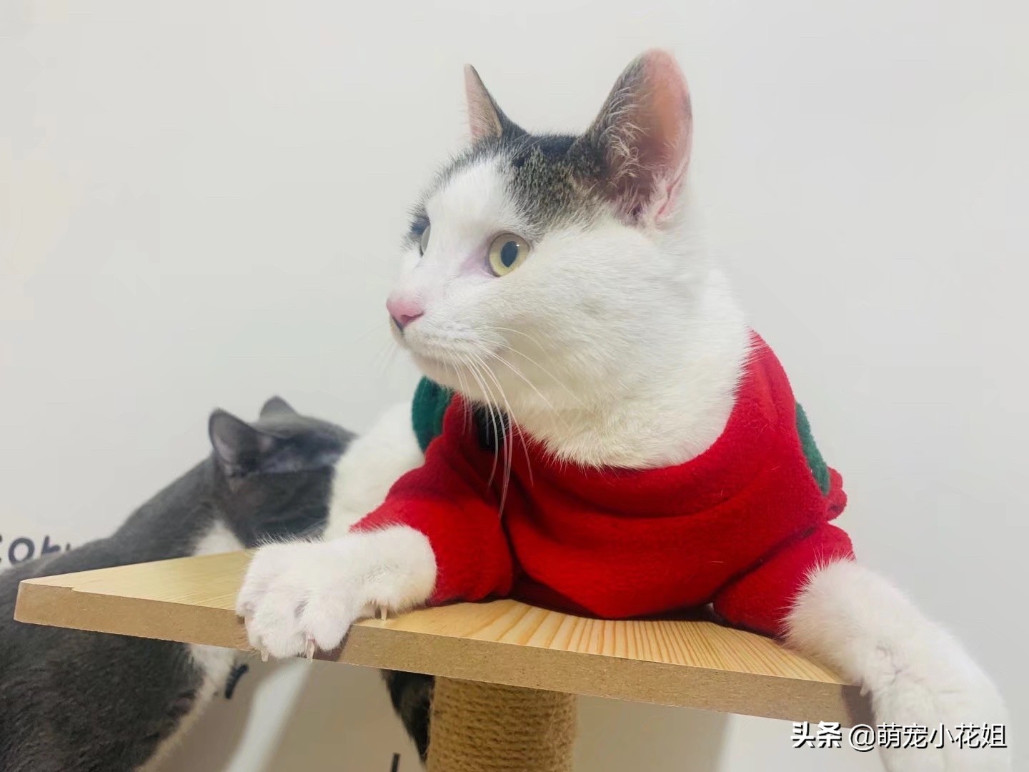 关于救助流浪猫的感受,救助流浪猫的艰辛与难受