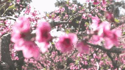 暮春：风住尘香花已尽，清风明月两相依