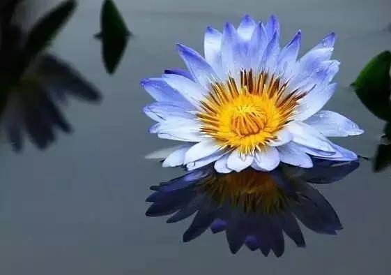 名贵植物排名前十名,十大天价的花卉