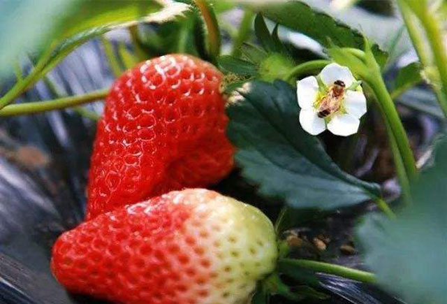 草莓大棚蚜虫用什么药剂,草莓白粉病防治特效农药