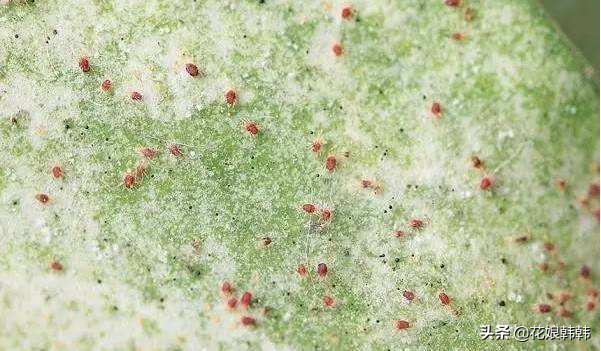 杜鹃花病虫危害大解决措施,杜鹃花有红蜘蛛病虫害图片