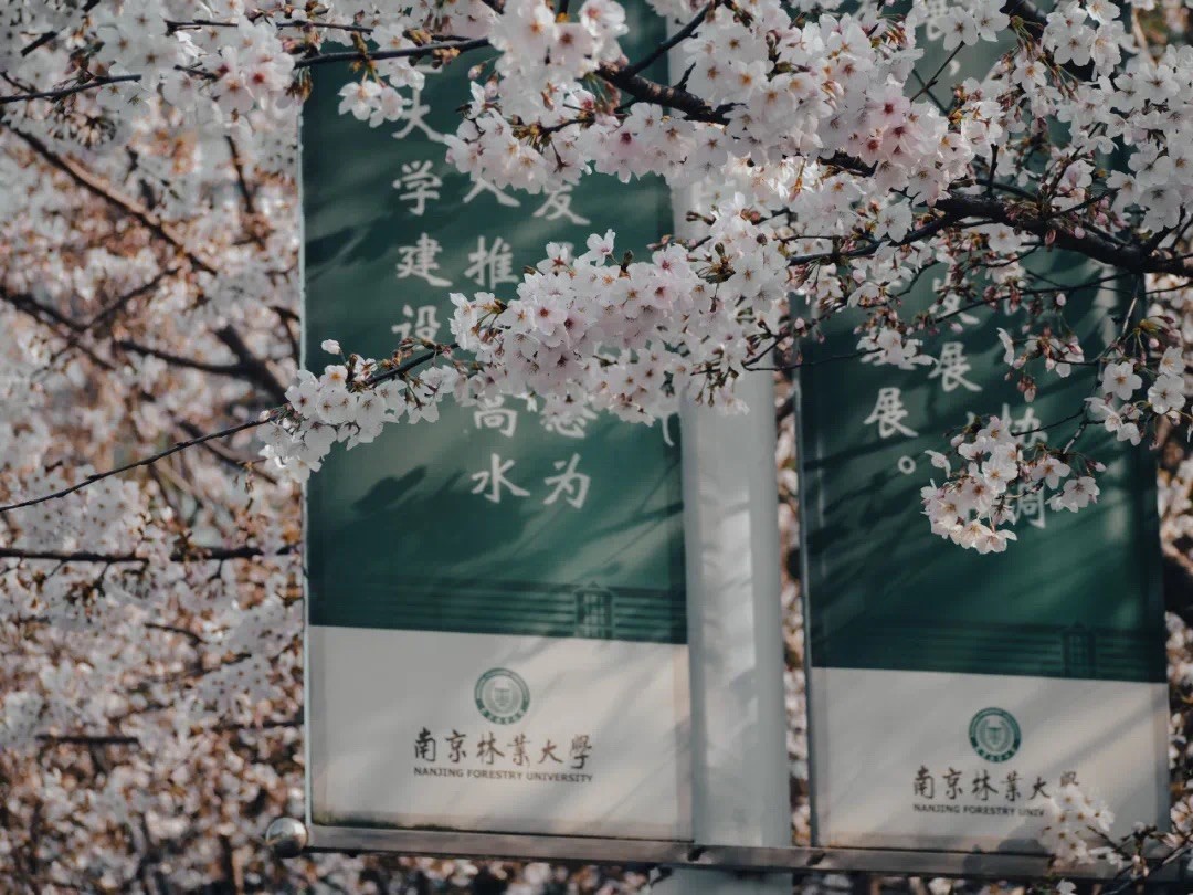 开全国之先河！屡获国家级认可！南京这个“超火”学院，就业率达98%！