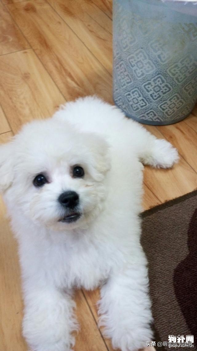 比熊和泰迪哪个爱咬人,比熊串串总咬人怎么办