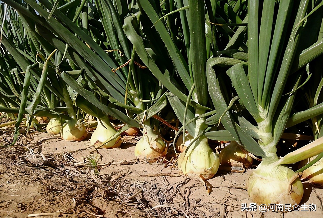 洋葱死苗烂根,洋葱烂根怎么治疗